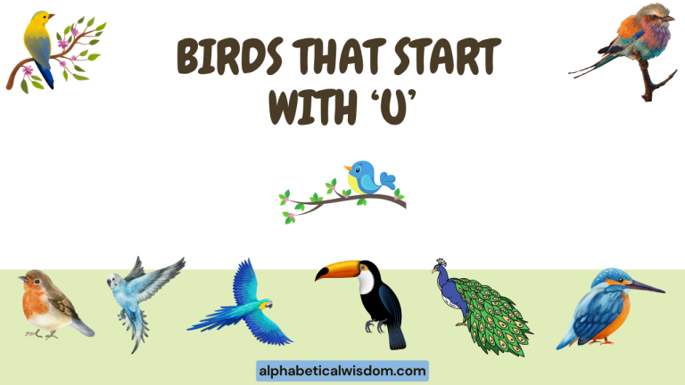 Birds That Start with U