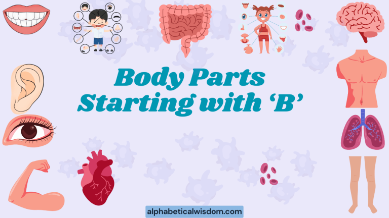 Body Parts Starting with B