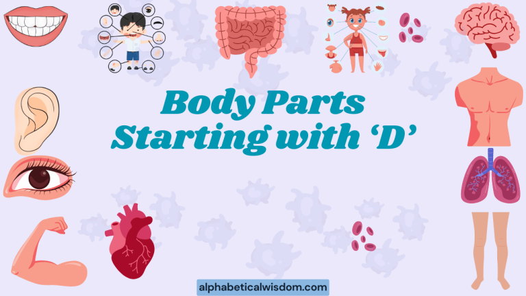 Body Parts Starting with D