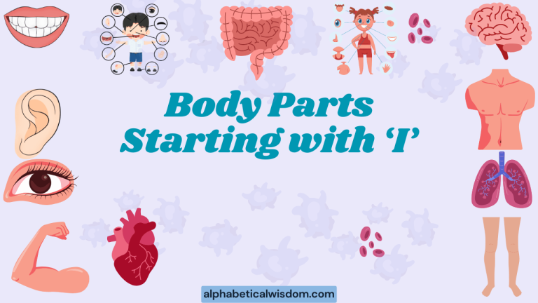Body Parts Starting with I