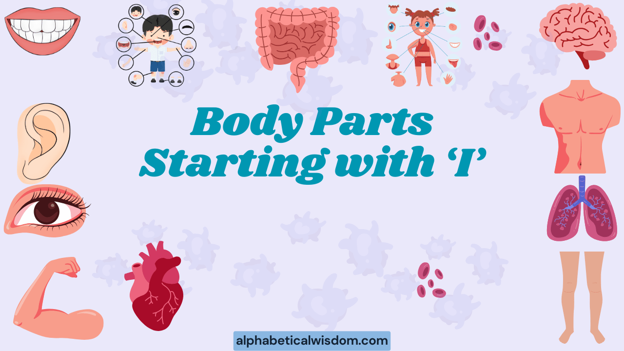 Body Parts Starting with I