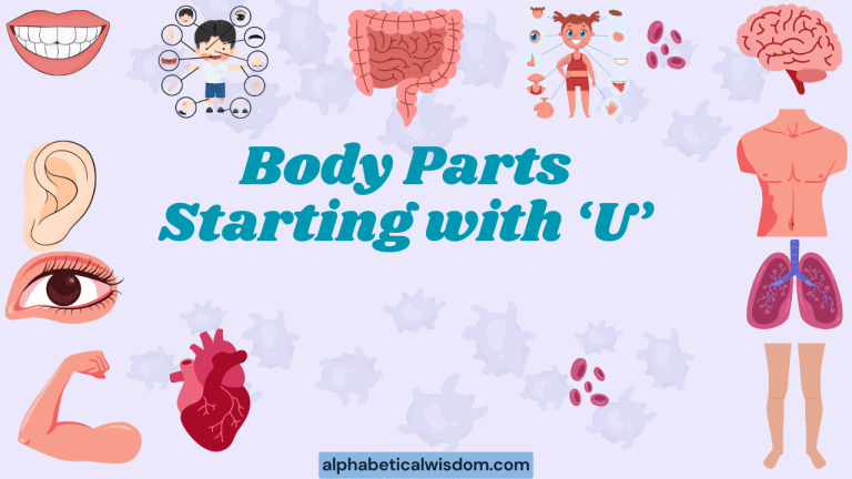Body Parts Starting with U