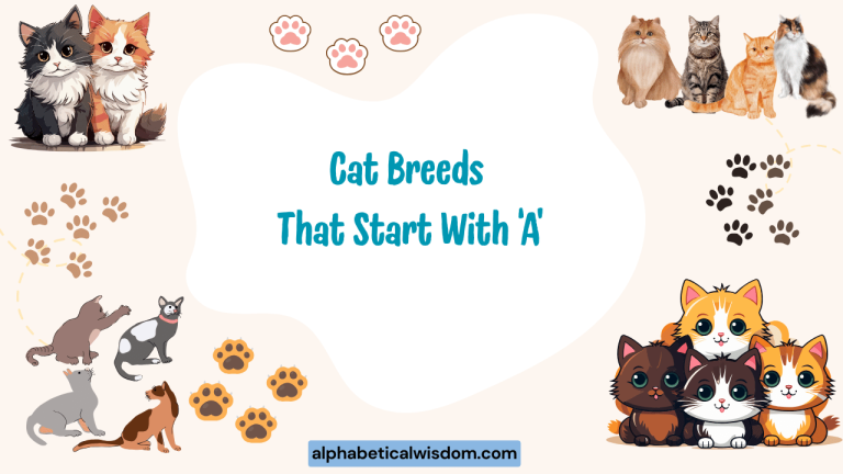 Cat Breeds That Start with A