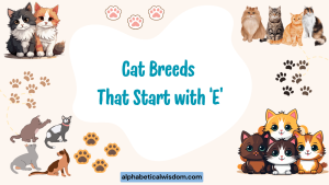 Cat Breeds That Start with E