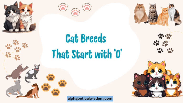 Cat Breeds That Start with O
