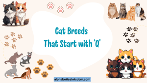 Cat Breeds That Start with Q