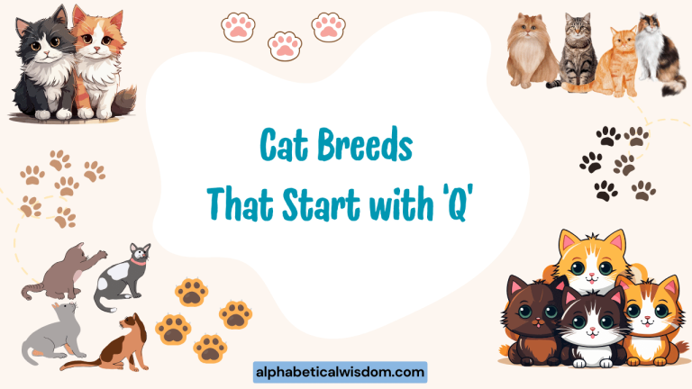 Cat Breeds That Start with Q