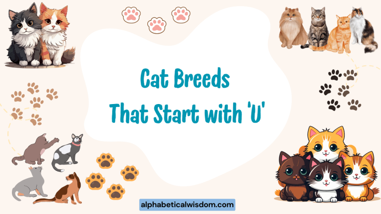 Cat Breeds That Start with U
