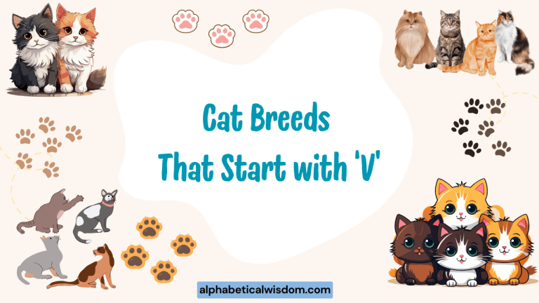 Cat Breeds That Start with V