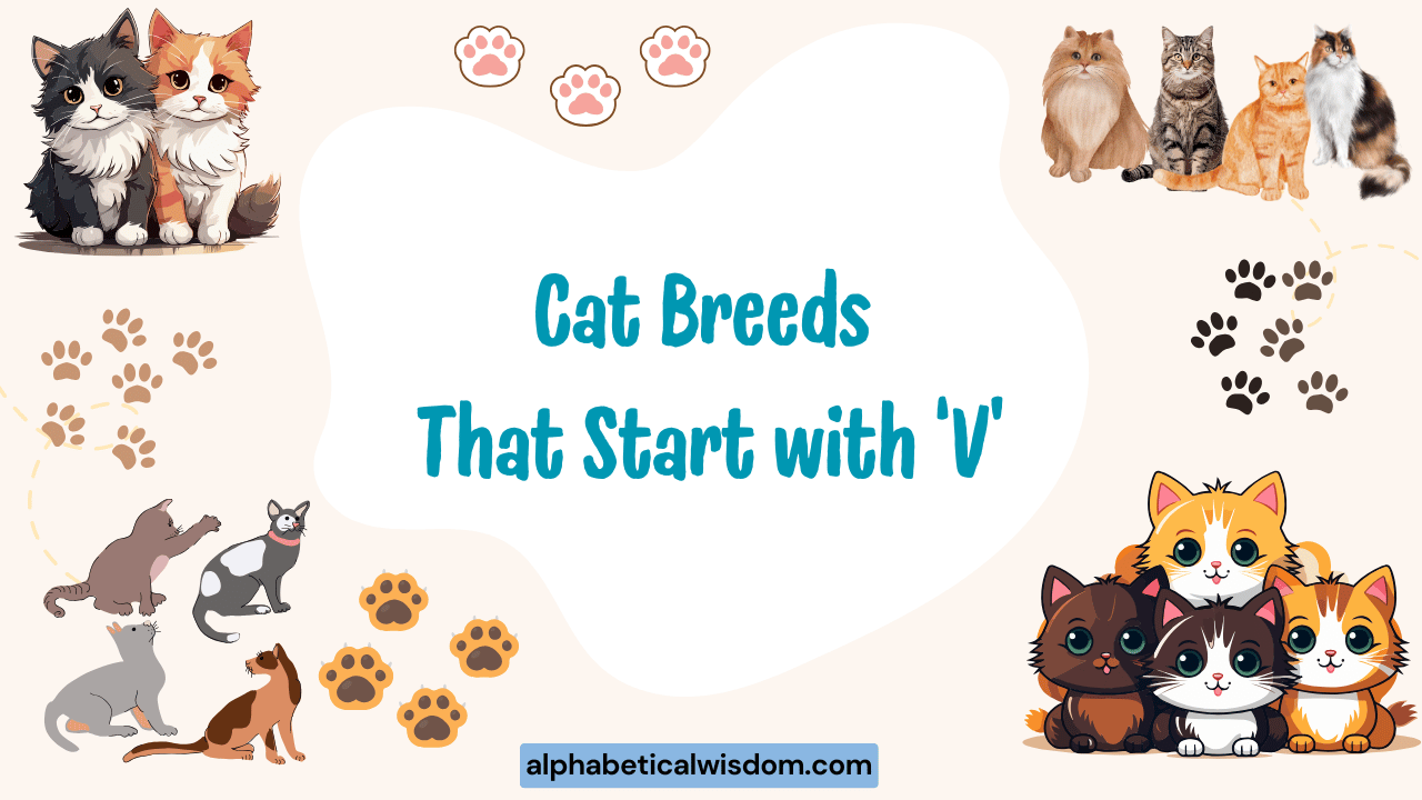 Cat Breeds That Start with V