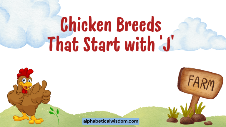 Chicken Breeds That Start with J