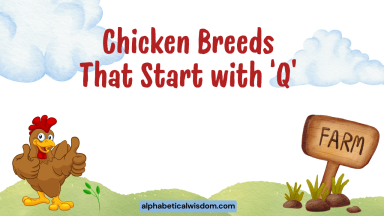 Chicken Breeds That Start with Q