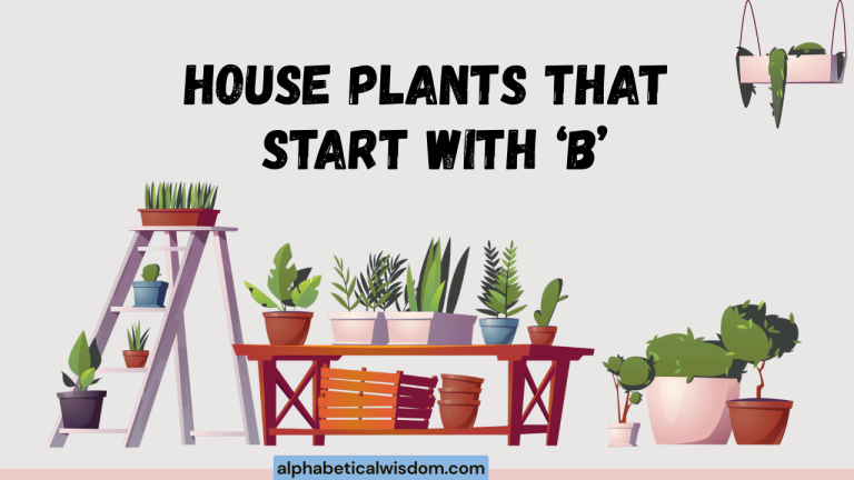 House Plants That Start with B