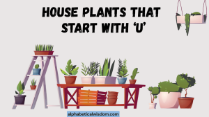 House Plants That Start with U