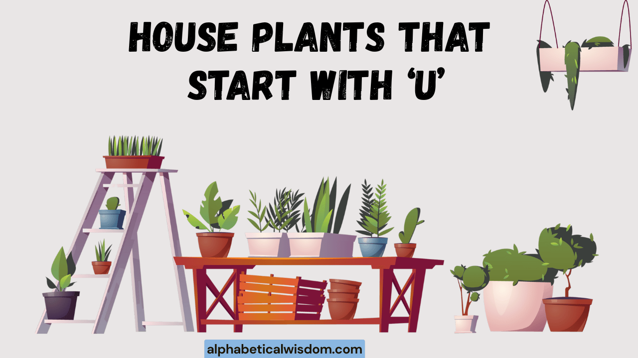 House Plants That Start with U