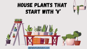House Plants That Start with V
