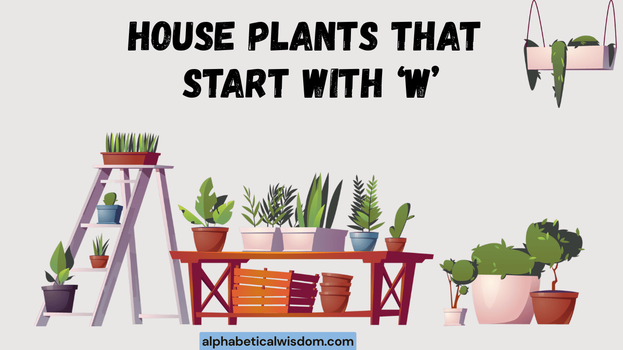 House Plants That Start with W
