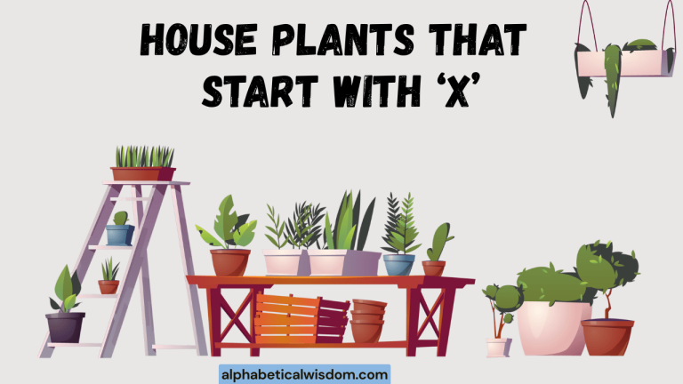 House Plants That Start with X