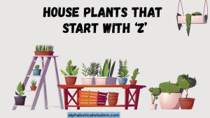 House Plants That Start with Z