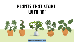 Plants That Start with M