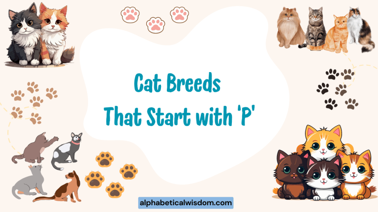 Cat Breeds That Start with P