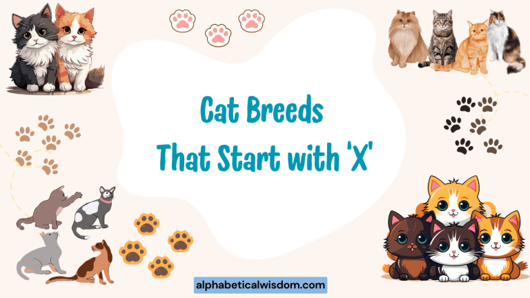 Cat Breeds That Start with X