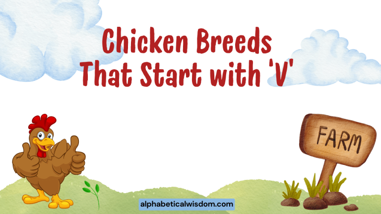 Chicken Breeds That Start with V