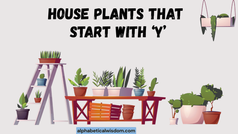 House Plants That Start with Y