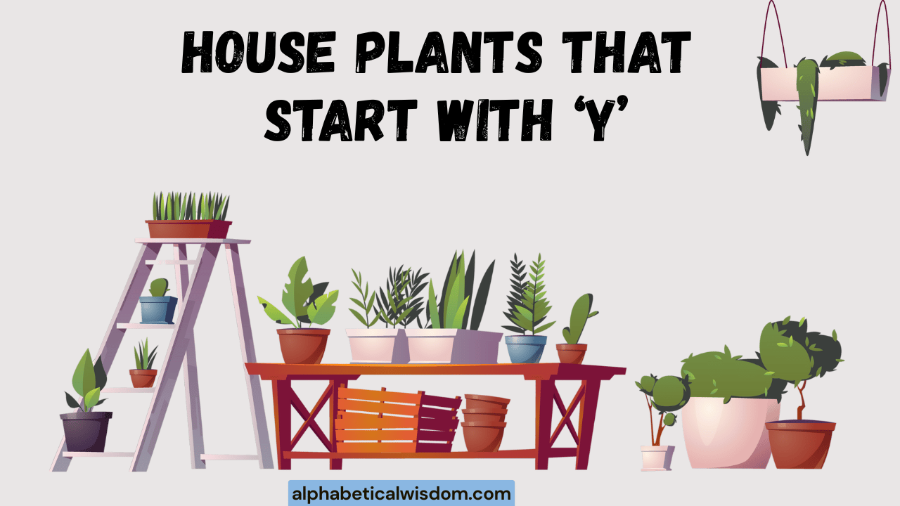 House Plants That Start with Y